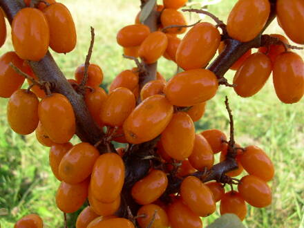 Rakytník řešetlákový (Hippophae rhamnoides)-SLUNÍČKO, samice