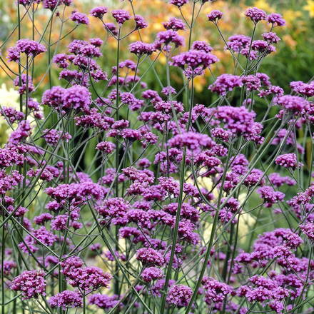 Sporýš argentinský (Verbena bonariensis)