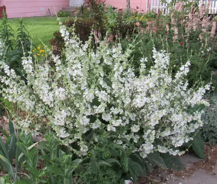 Šalvěj stříbrná - (Salvia argentea)