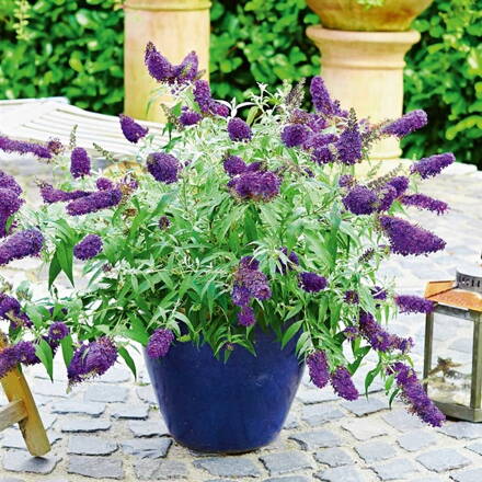 Komule davidova  trpasličí "Summer bird "blue  (Buddleia davidii).
