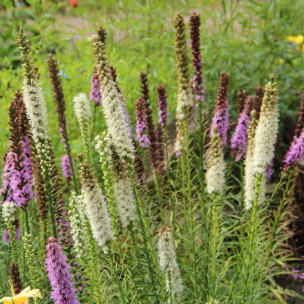 Šuškarda klasnatá  (Liatris spicata)