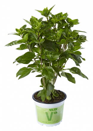 Bazalka krymská Tauris (Ocimum basilicum x Tauris).   Bazalka krymská Tauris (Ocimum basilicum x Tauris).