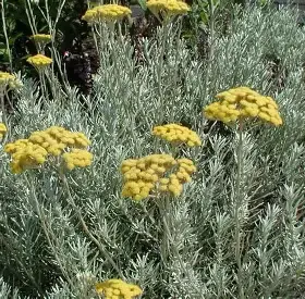 Smil italský 'Tikka' (Helichrysum italicum 'Tikka')