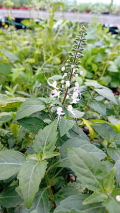 Trubkovec tyčinkový (Orthosiphon stamineus) Trubkovec tyčinkový (Orthosiphon stamineus)