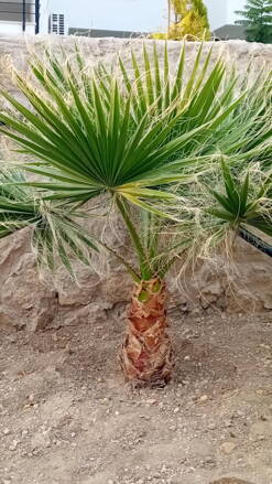 Palma - Washingtonie vláknitá (Washinktonie robusta) Palma - Washingtonie vláknitá (Washinktonie robusta)