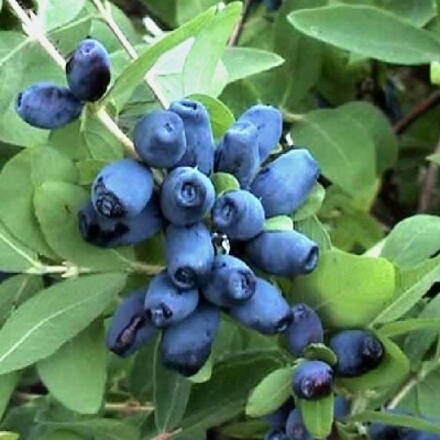 Zimolez kamtčatský -Wojtek (Lonicera kamtschatica). 