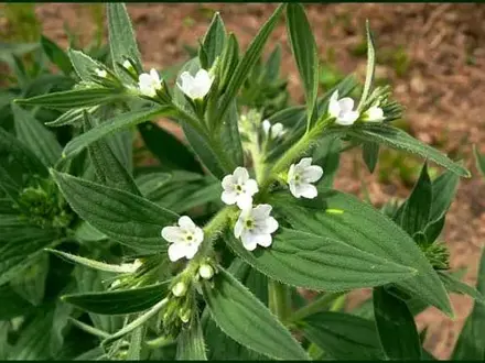 Kamejka lékařská (Lithospermum erythrorhizon)