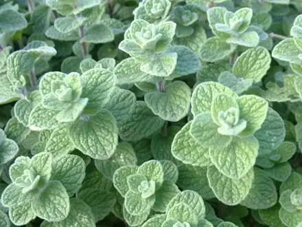 Zaatar Syrské oregano ( Origanum syriacum)
