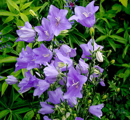 Zvonek broskvolistý (Campanula persicifolia)