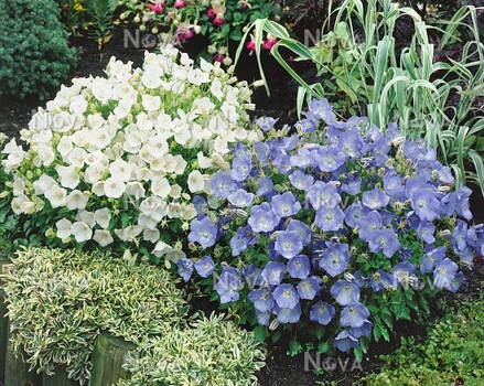 Zvonek karpatský ´( Campanula carpatica)  - směs bílá a modrá